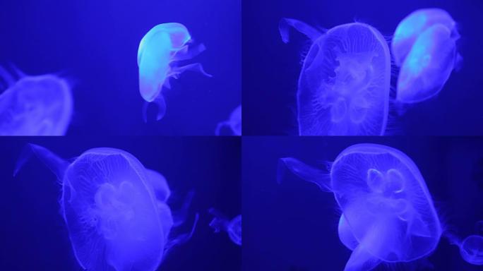 一群浅蓝色的水母