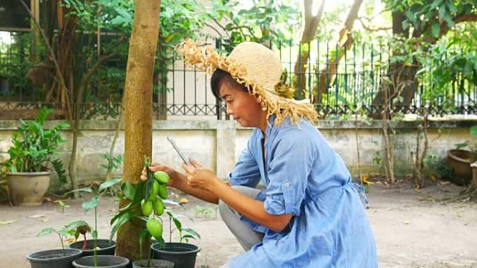 园丁女人捡起新鲜的芒果