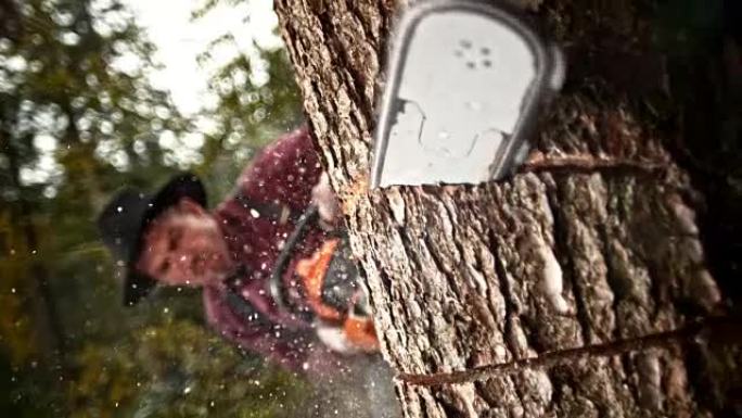 SLO MO记录器用电锯切入一棵树