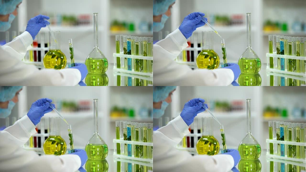 生物化学家将烧瓶中的油性植物提取物滴落到试管自然资源中