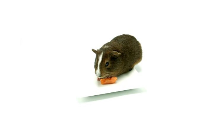 豚鼠生物学生物研究大自然动物