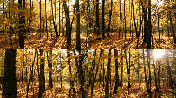 彩色秋天森林木材