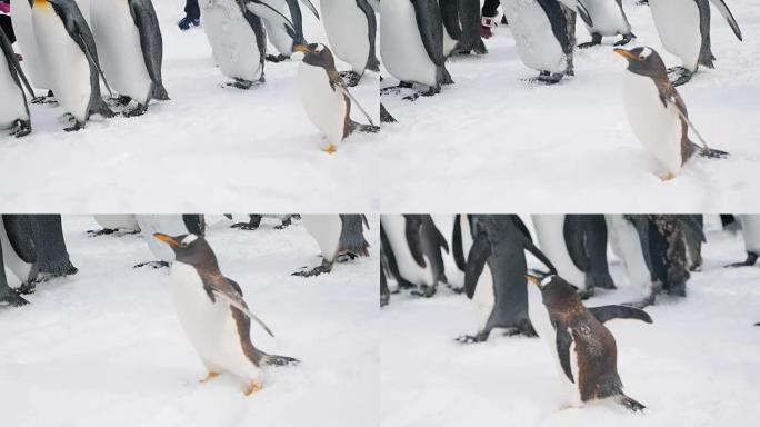 企鹅宝宝和家庭雪地企鹅行走