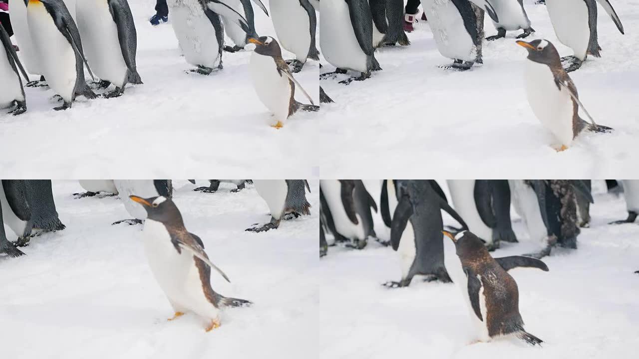 企鹅宝宝和家庭雪地企鹅行走