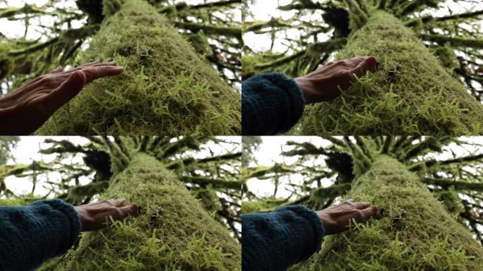 女人的手抚摸苔藓树干的细节