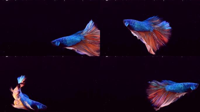 暹罗斗鱼斗鱼五彩斑斓鱼彩色鱼游动生态景观