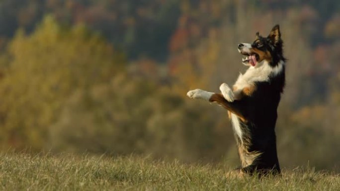 纯种边境牧羊犬站着不动