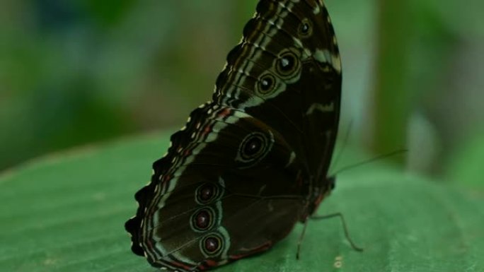 美丽的稀有蝴蝶侧身坐在叶子上，昆虫学，特写