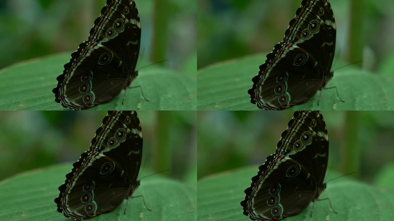 美丽的稀有蝴蝶侧身坐在叶子上，昆虫学，特写