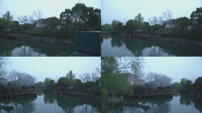 春天里柳岸亭台桥边樱花在河岸盛开变焦视频