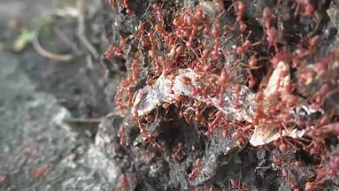 蚂蚁团队合作红火蚁外来物种入侵生态破坏