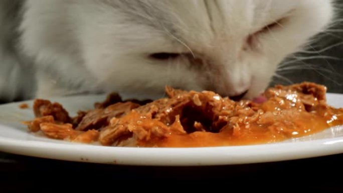 猫吃猫粮白色萌宠吃食小猫咪