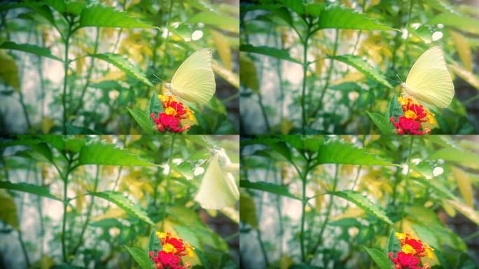 蝴蝶飞起慢动作蝴蝶特写春天绿色植物