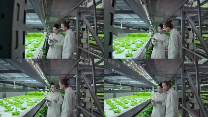 现代科学家在素食主义产品的现代生产中从事基因工程。蔬菜自动化生产的现代农场。