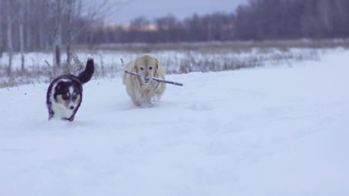 在冬季散步金毛边牧雪地叼着木棍