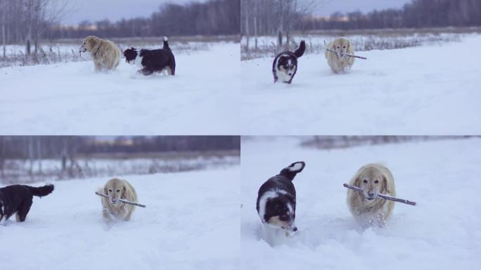 在冬季散步金毛边牧雪地叼着木棍