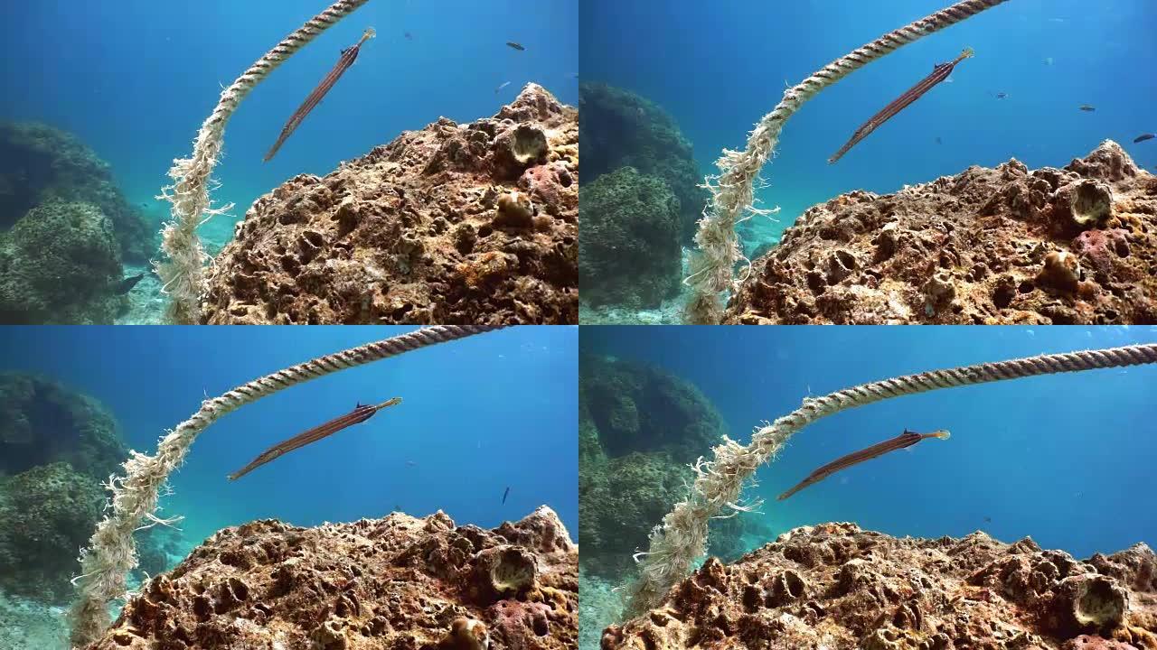 小号鱼 (Autostomus chinensis) 使用绳船系泊线作为迷彩，高哈，安达曼海，甲米，