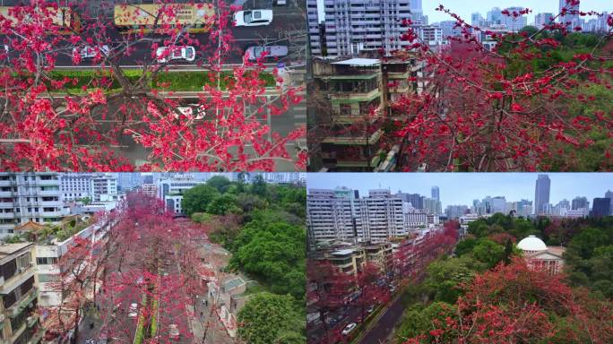 航拍广州陵园西路三月木棉花近景