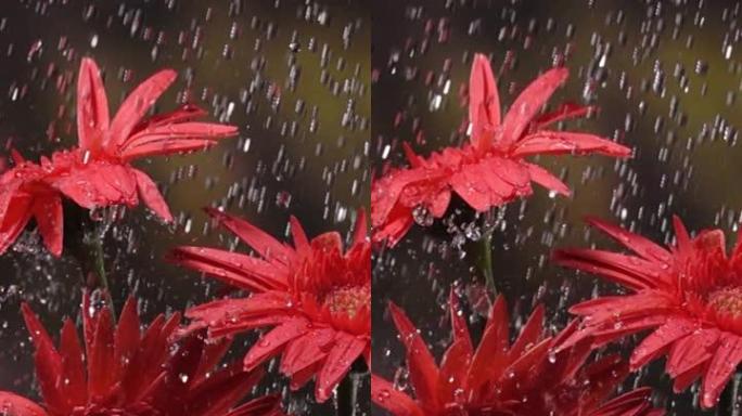 慢动作垂直镜头: 雨中绿叶背景下的雏菊花