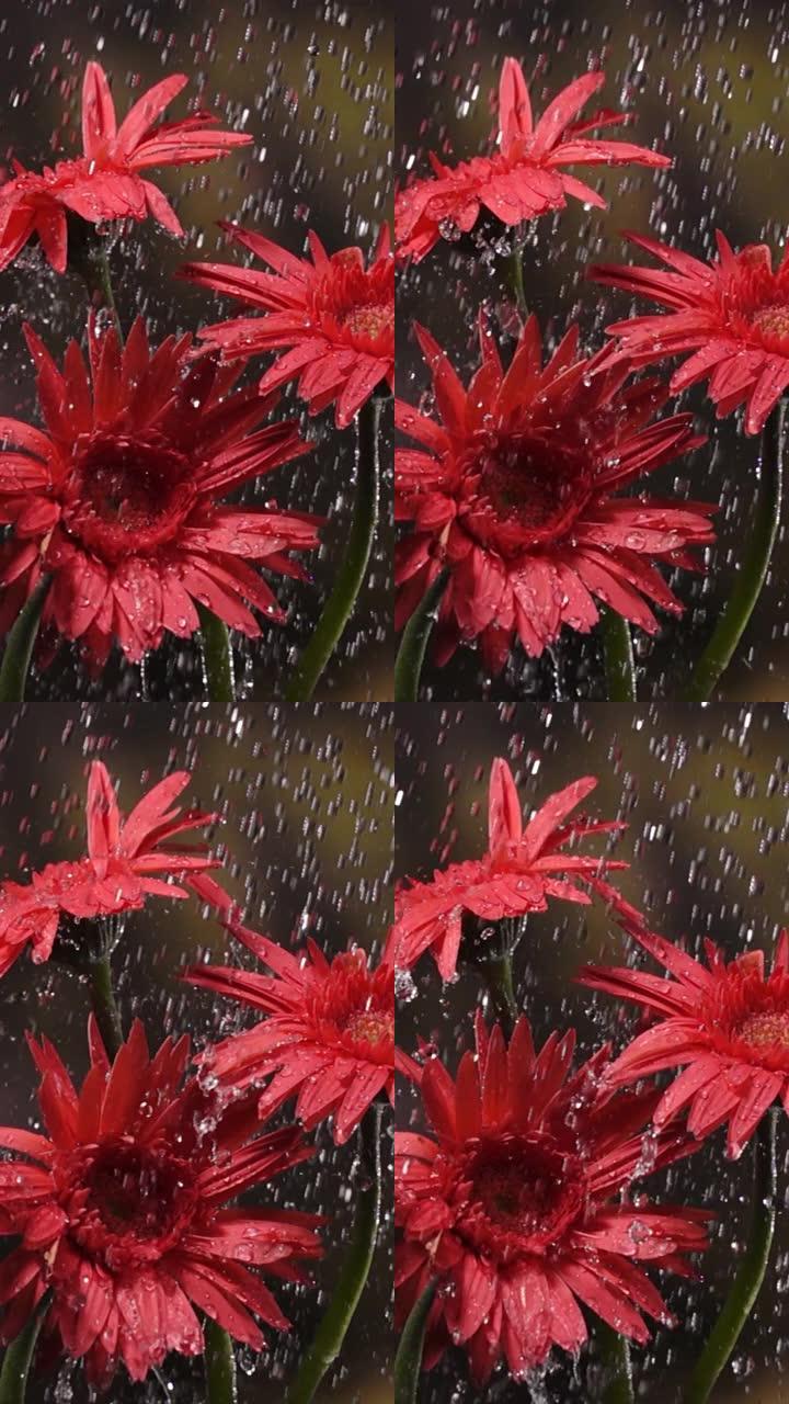慢动作垂直镜头: 雨中绿叶背景下的雏菊花