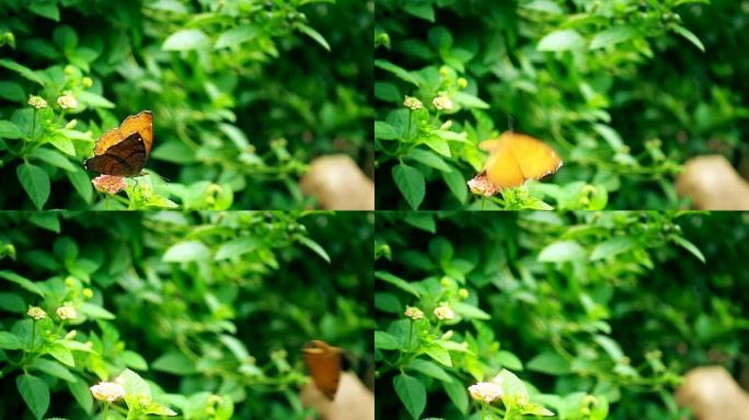 蝴蝶飞起慢动作蝴蝶飞走升格视频实拍自然