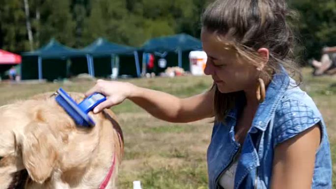 迷人的女孩在户外刷牙或梳理她的金毛猎犬狗