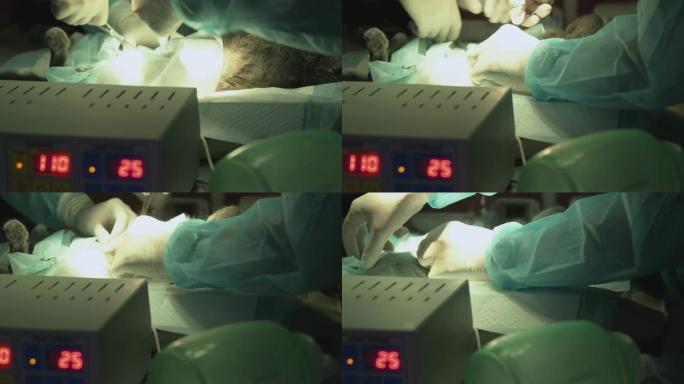 灰猫躺在手术台上特写。