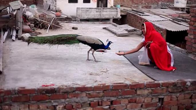 印度妇女在家中向孔雀提供食物