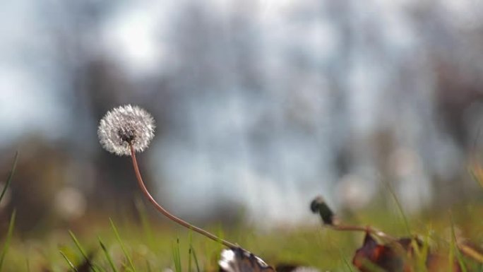 蒲公英在风中摇晃蒲公英在微风中摇动