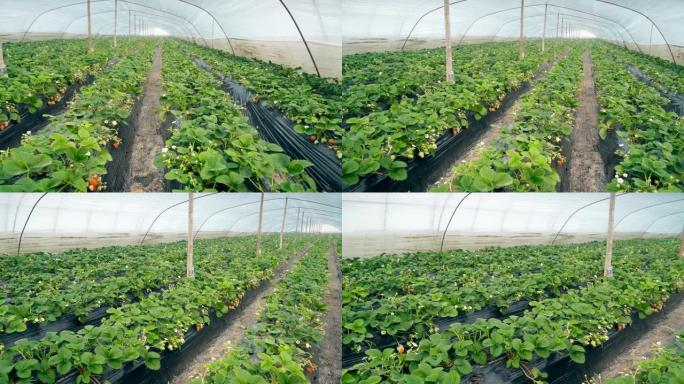 温室里的草莓草莓大棚草莓种植大棚草莓