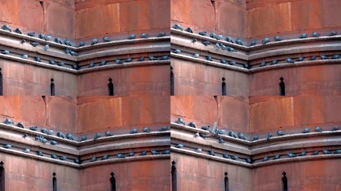 许多鸽子舒适地坐在古老的红堡的墙壁上