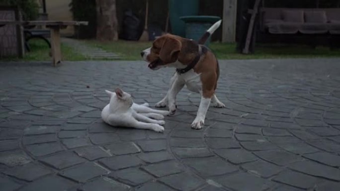狗和猫