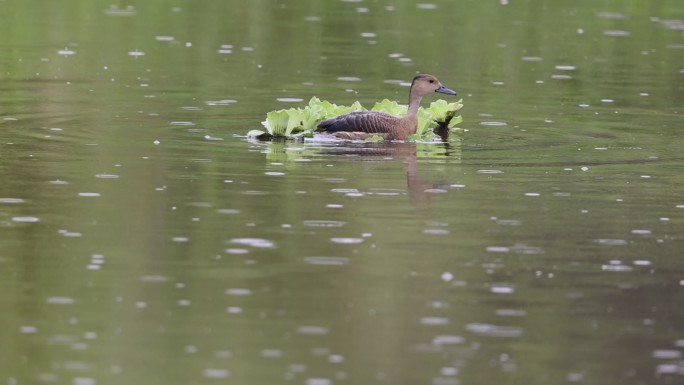 栗树鸭在雨中的湖水里活动