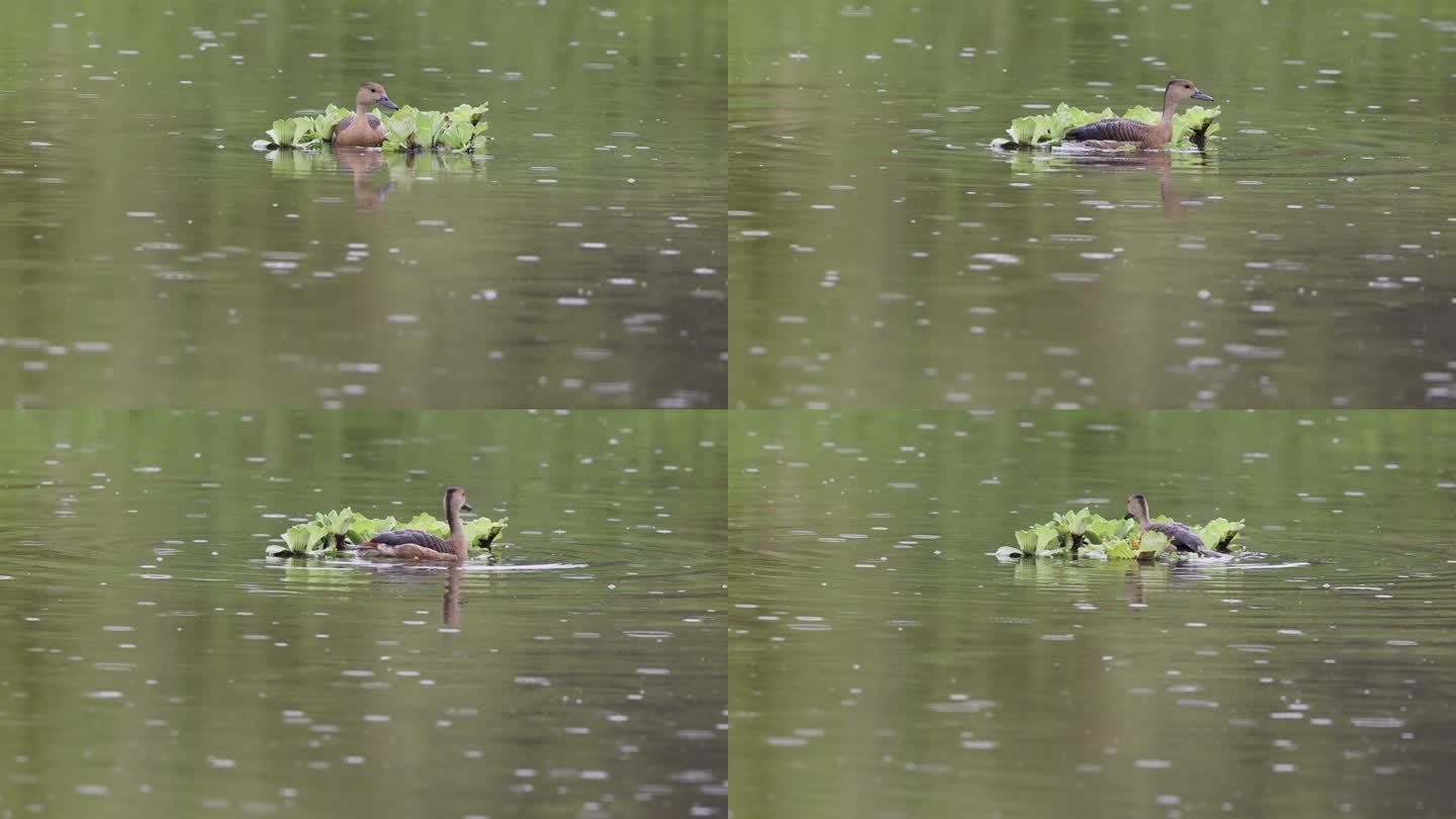 栗树鸭在雨中的湖水里活动