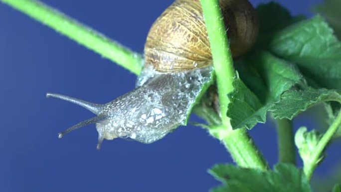 蜗牛在植物树枝上行走的宏UHD视频