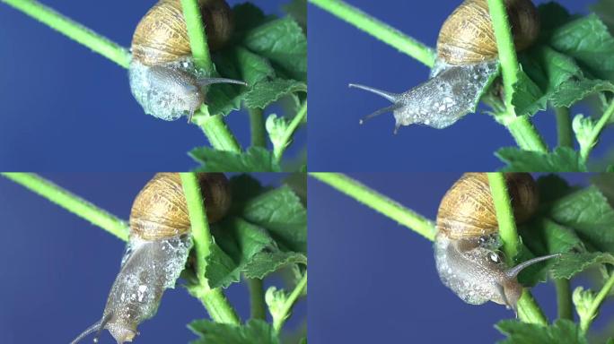 蜗牛在植物树枝上行走的宏UHD视频