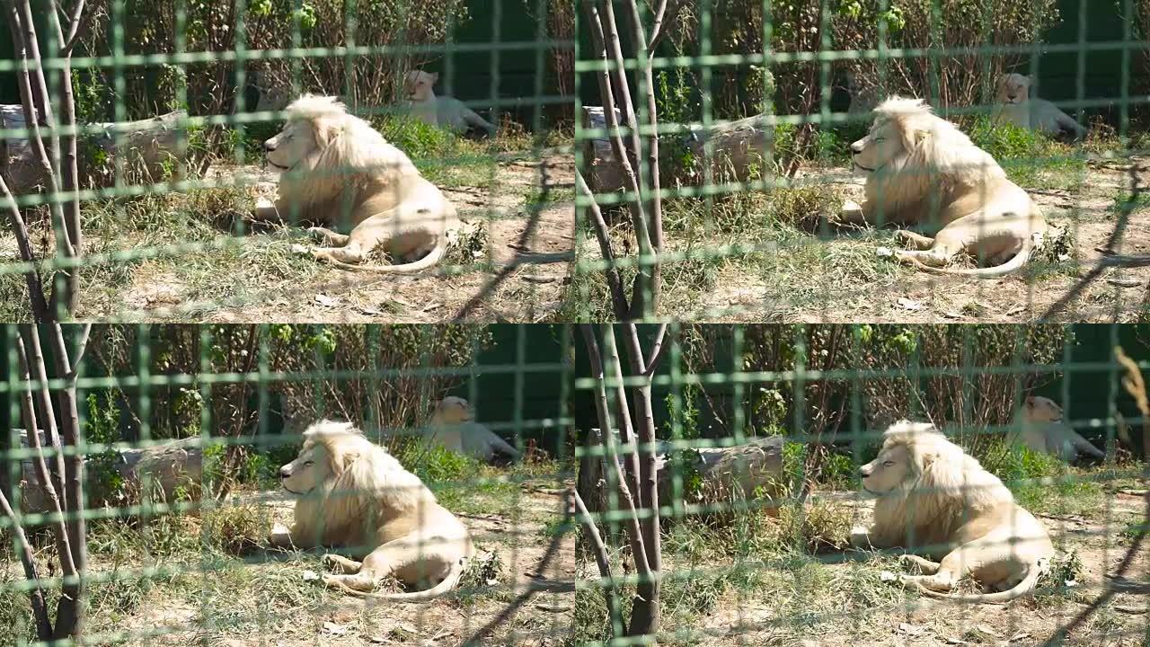 美丽的母狮在动物园休息