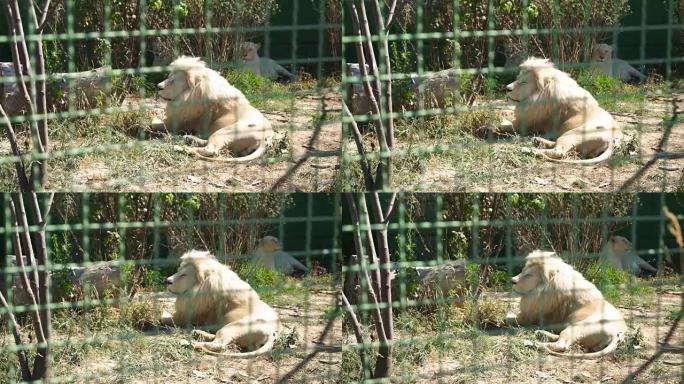 美丽的母狮在动物园休息