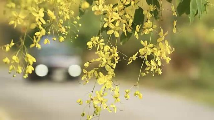 风中的金雨花 (决明子瘘管花)