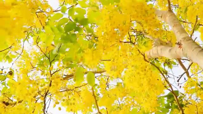 风中的金雨花 (决明子瘘管花)