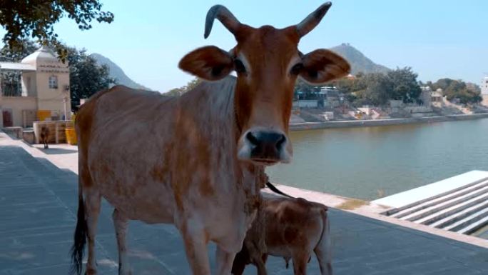 神圣的动物神圣的普什卡湖畔的母牛