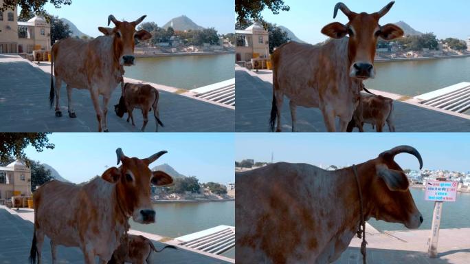 神圣的动物神圣的普什卡湖畔的母牛