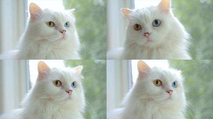 完全异色的家猫。眼睛颜色不同的白猫坐在窗边。