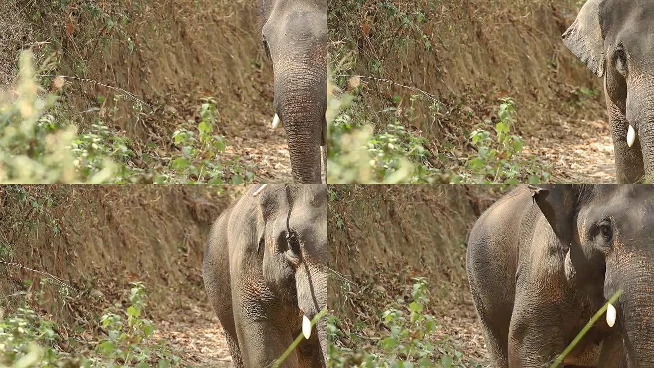 泰国的亚洲象大型食草体型宠大野生