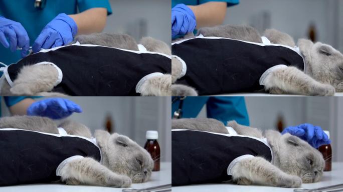 兽医将手术后的衣服放在猫上，放养宠物，特写镜头