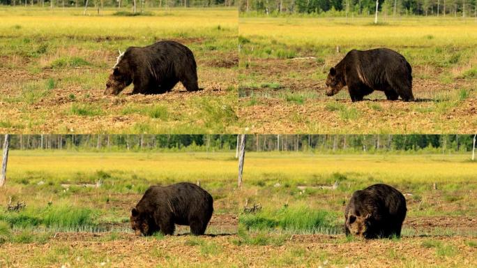 野生性质的棕熊 (Ursus arctos) 是一种在欧亚大陆北部和北美大部分地区发现的熊。在北美洲