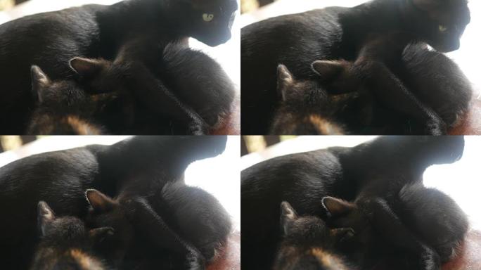 猫护理她的小猫生息繁衍黑猫幼崽毛茸茸