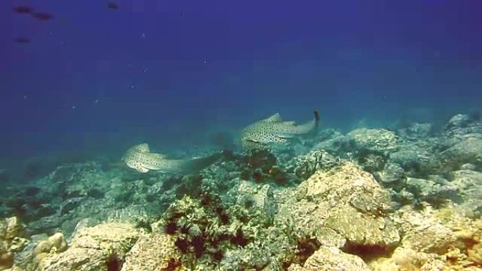 两只斑马豹鲨 (Stegostoma fasciatum) 交配仪式。最近被世界自然保护联盟 (IU