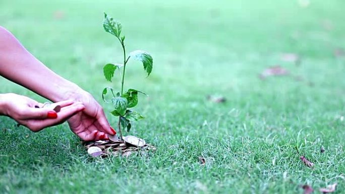 高清: 人手和种植硬币树概念