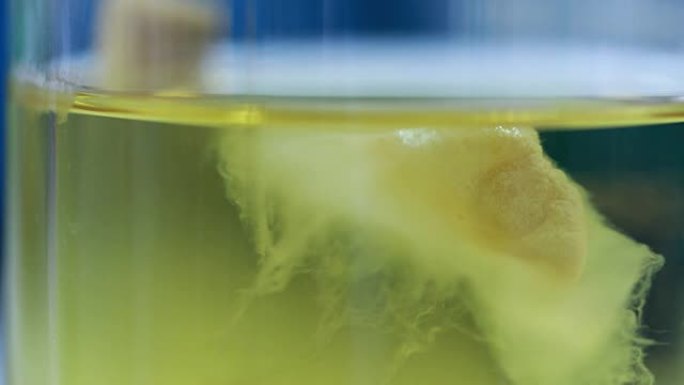 玻璃瓶中生长的霉菌培养物
